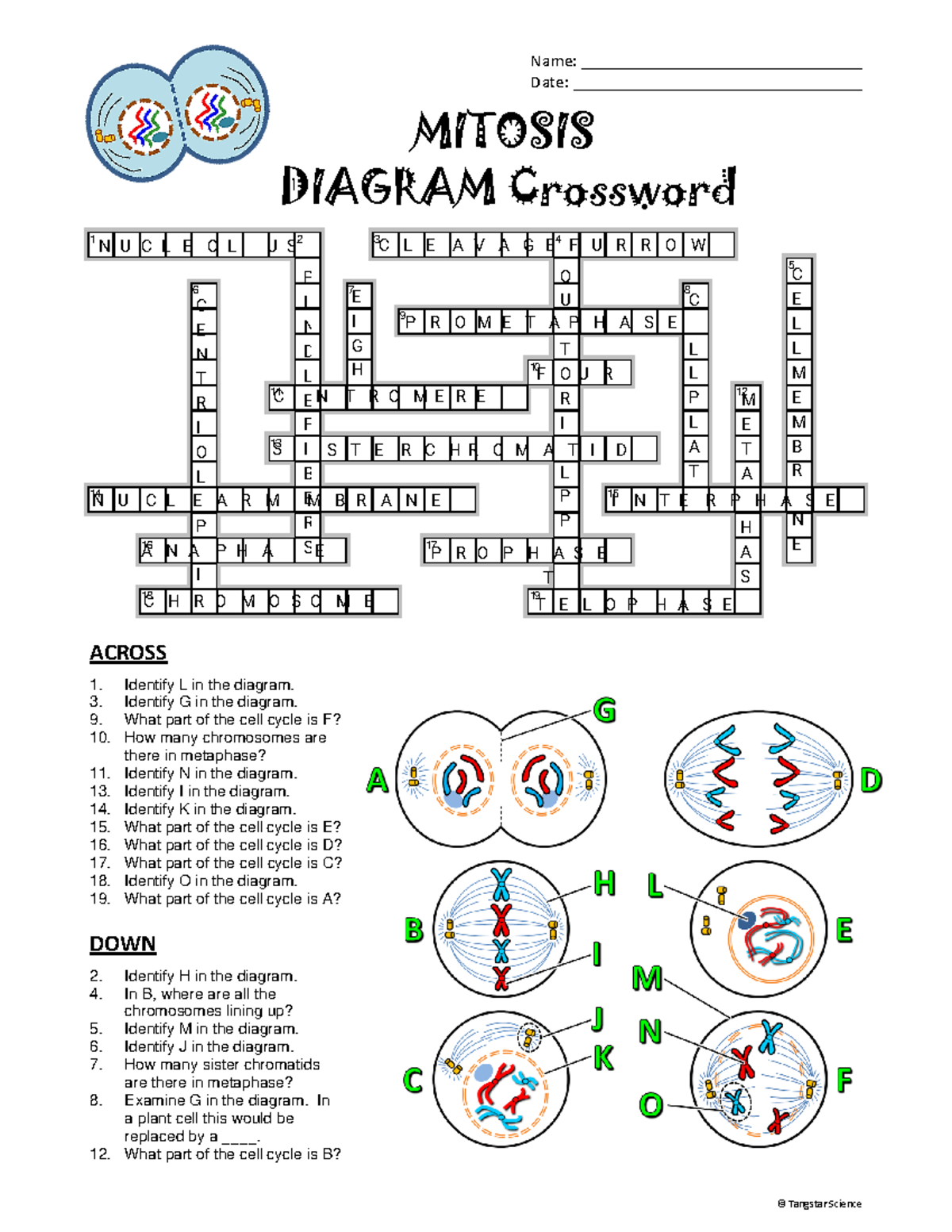 Mitosis crossword © Tangstar Science Name