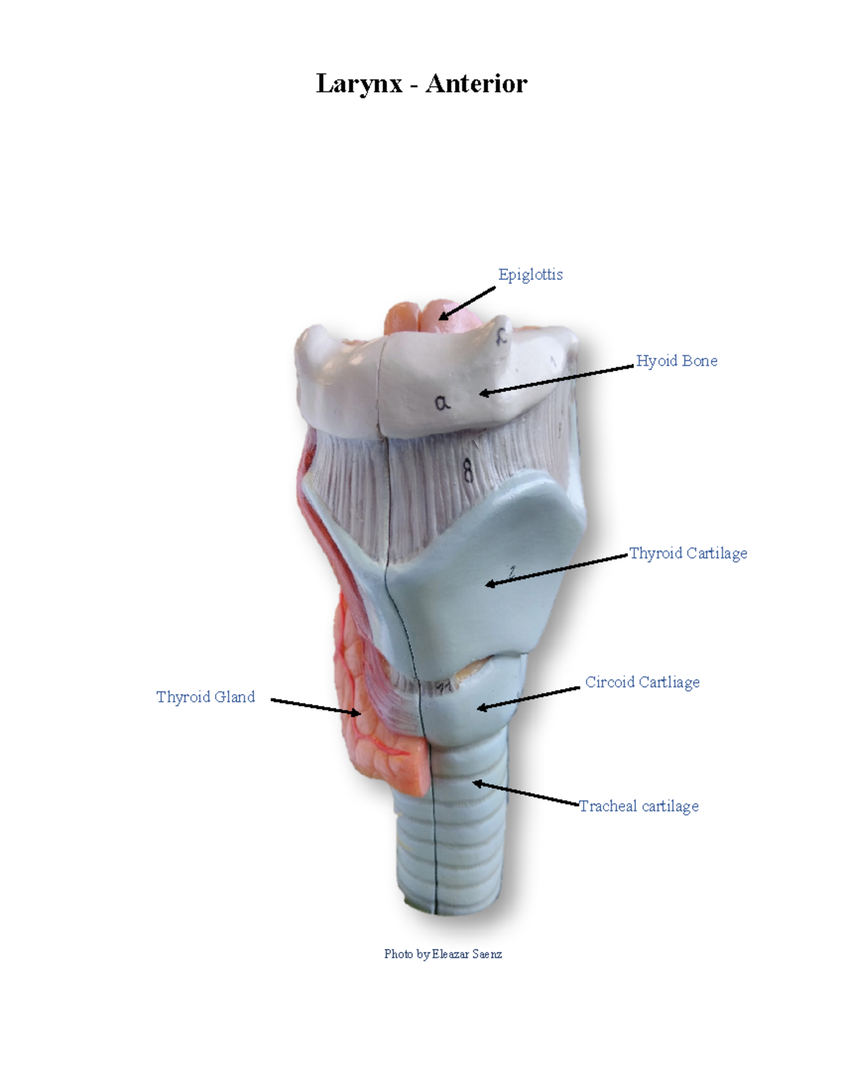 Larynx Model - Biol2402 - Larynx - Anterior Epiglottis Thyroid 