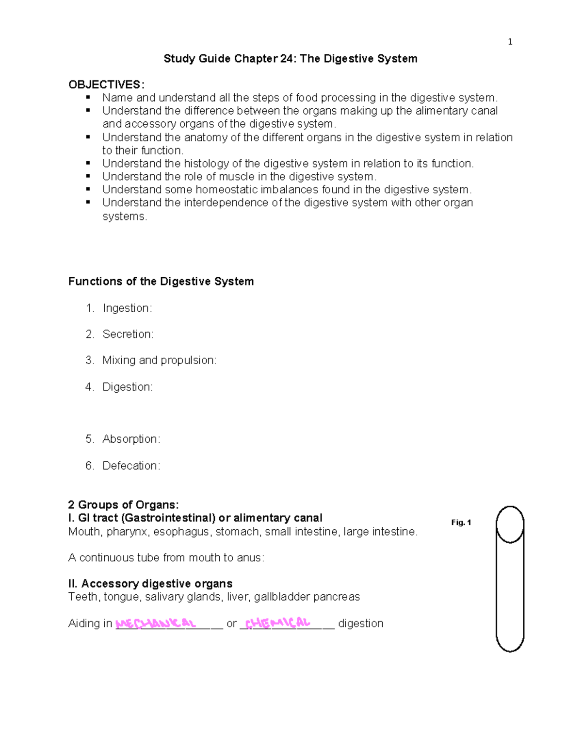 chapter-24-study-guide-the-digestive-system-study-guide-chapter-24