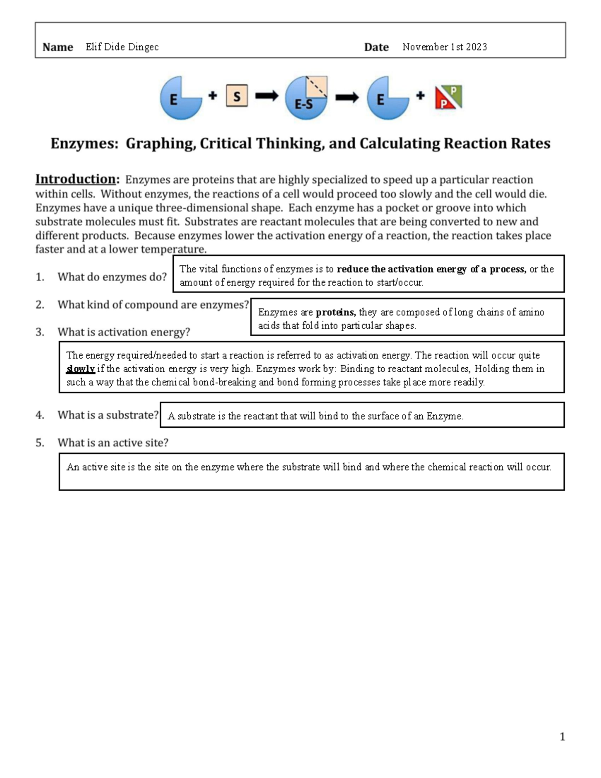 Copy of Enzymes Graphing Activity6 Elif Dide Dingec November 1st