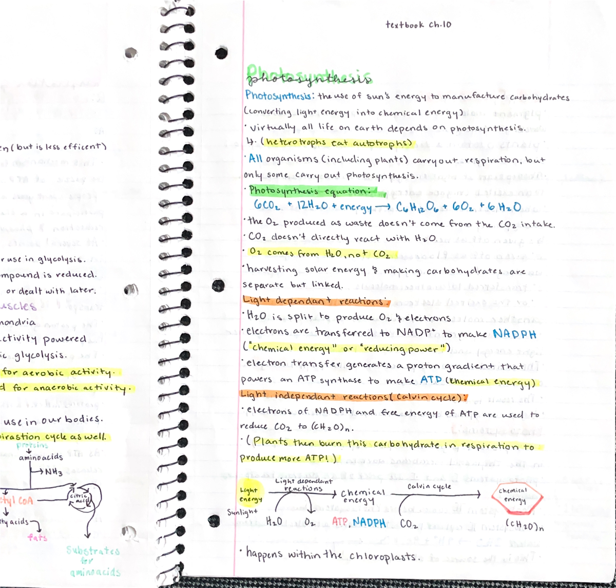 Photosynthesis notes - 213 - Studocu