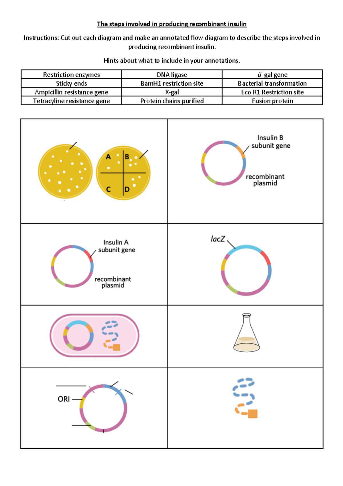 Edrolo Insulin production worksheet - The steps involved in producing ...