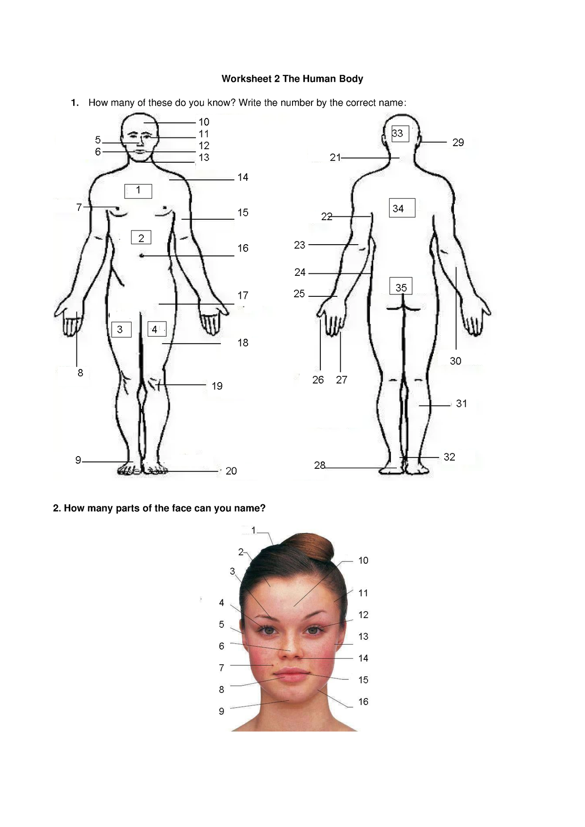 worksheet-2-the-human-body-worksheet-2-the-human-body-how-many-of