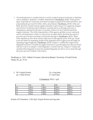 BSC2010 L Photosynthesis Grading Rubric FA19 - BSC2010L Photosynthesis ...