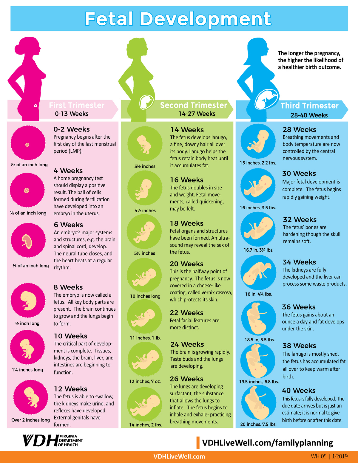 fetal development chart