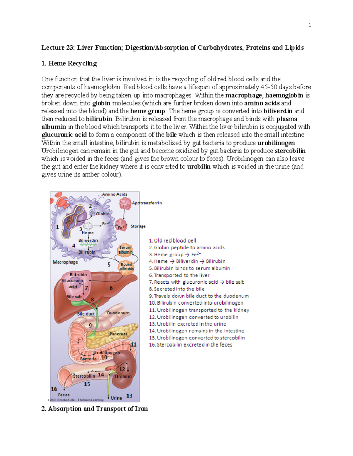 Lecture 23 Notes 2022 n/a Lecture 23 Liver Function; Digestion