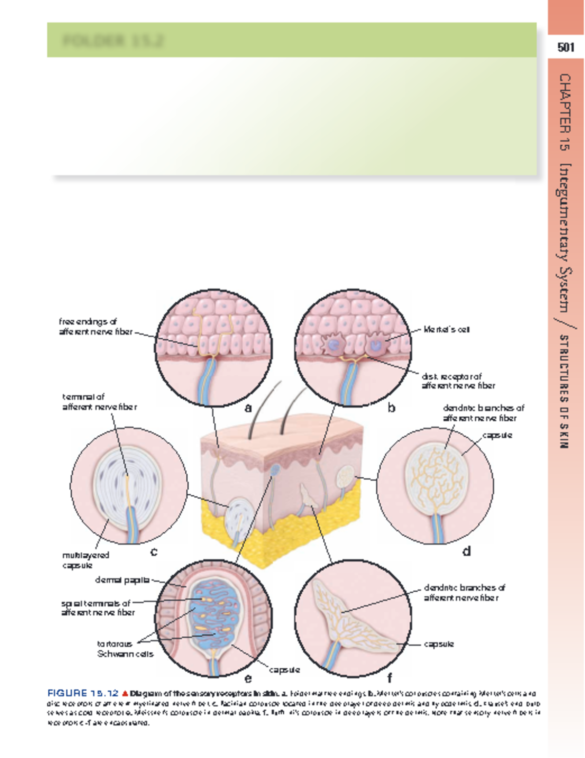 skin-sensory-organs-501-chapter-15-integumentary-system-structures-of