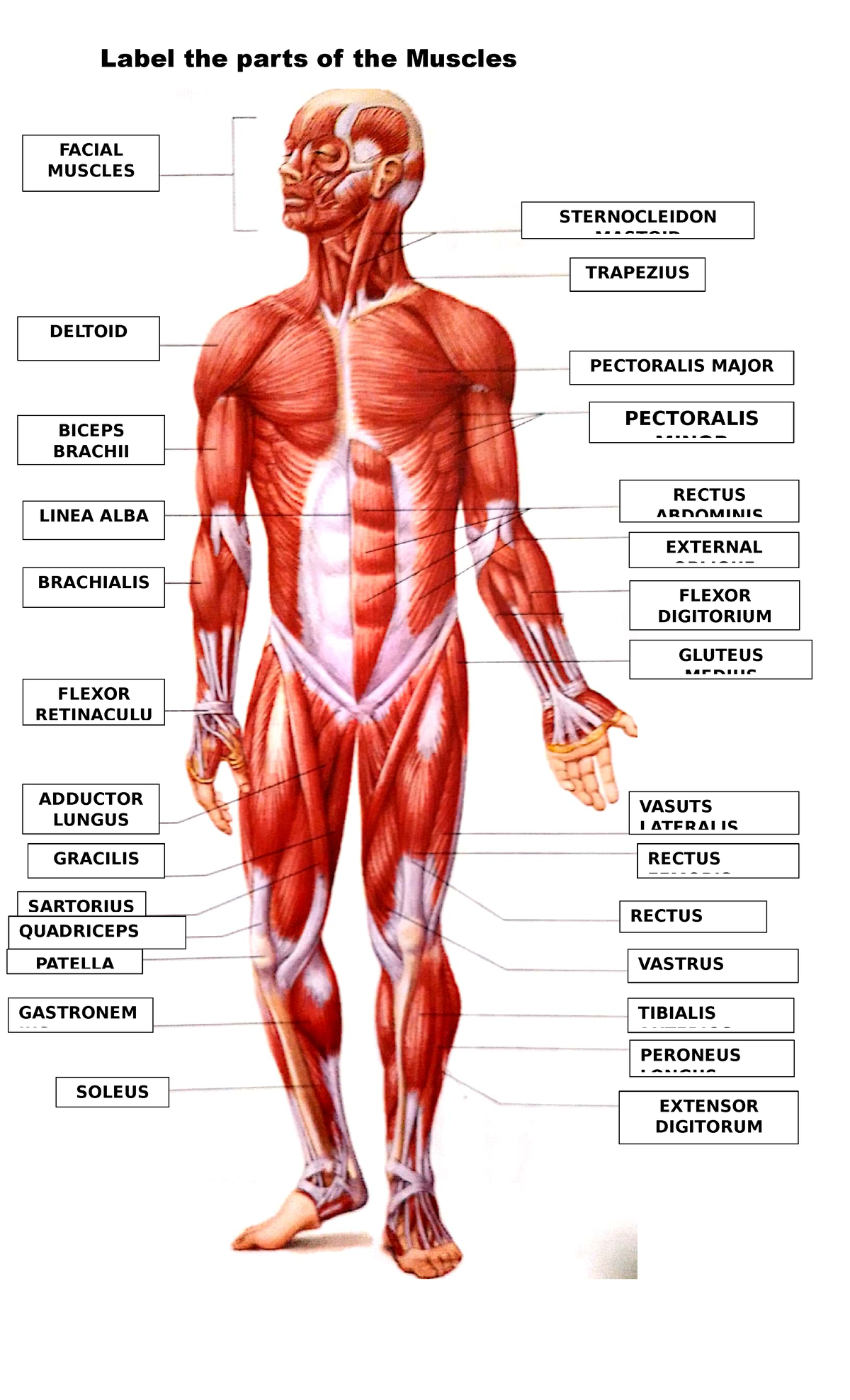 Beatingo Muscle-Labelling - Label the parts of the Muscles GLUTEUS ...