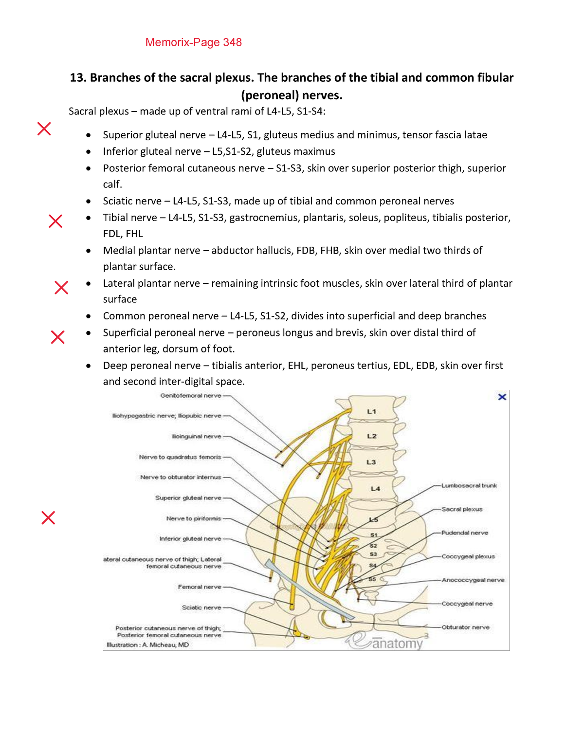 Branches of the sacral plexus (Golden notes) - 13. Branches of the ...