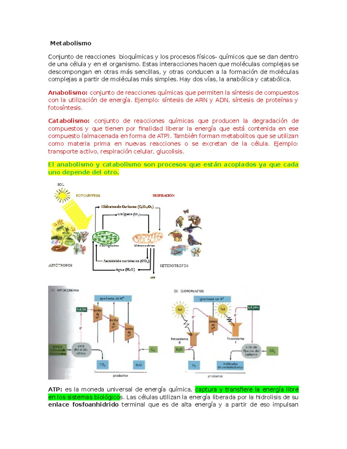 Metabolismo Metabolismo Conjunto De Reacciones Bioquímicas Y Los Procesos Físicos Químicos 2156