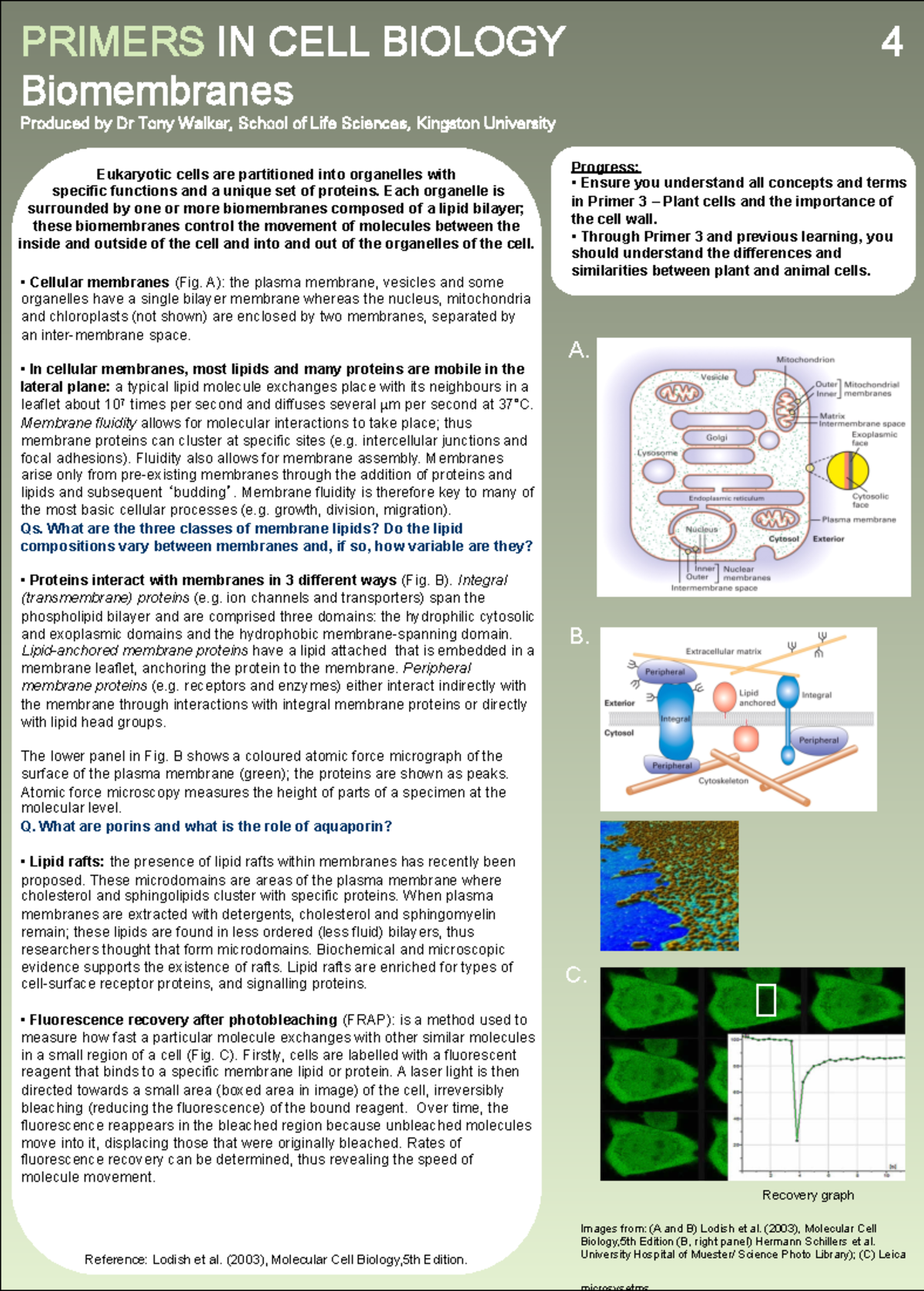 Primer in cell biology - Biomembranes - PRIMERS IN CELL BIOLOGY 4 ...