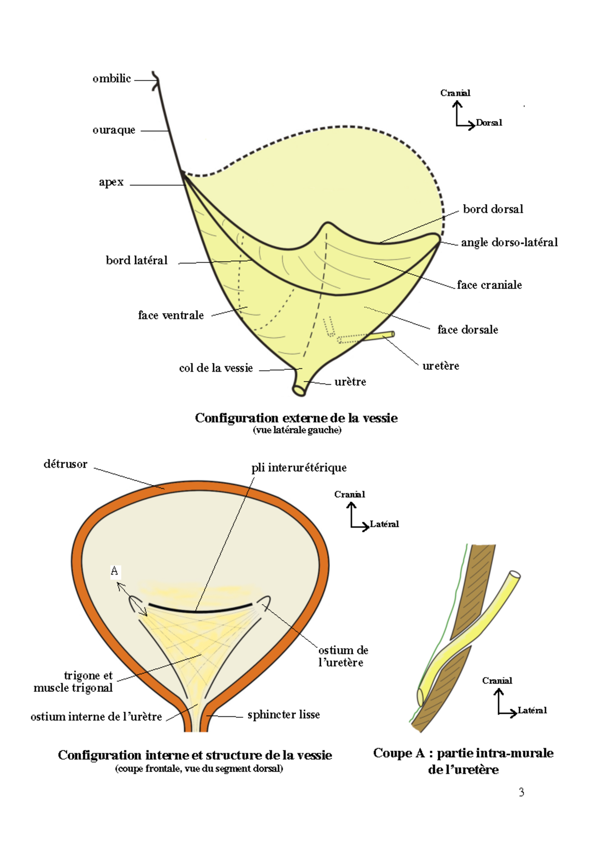Vessie Uretre schémas Configuration externe de la vessie (vue