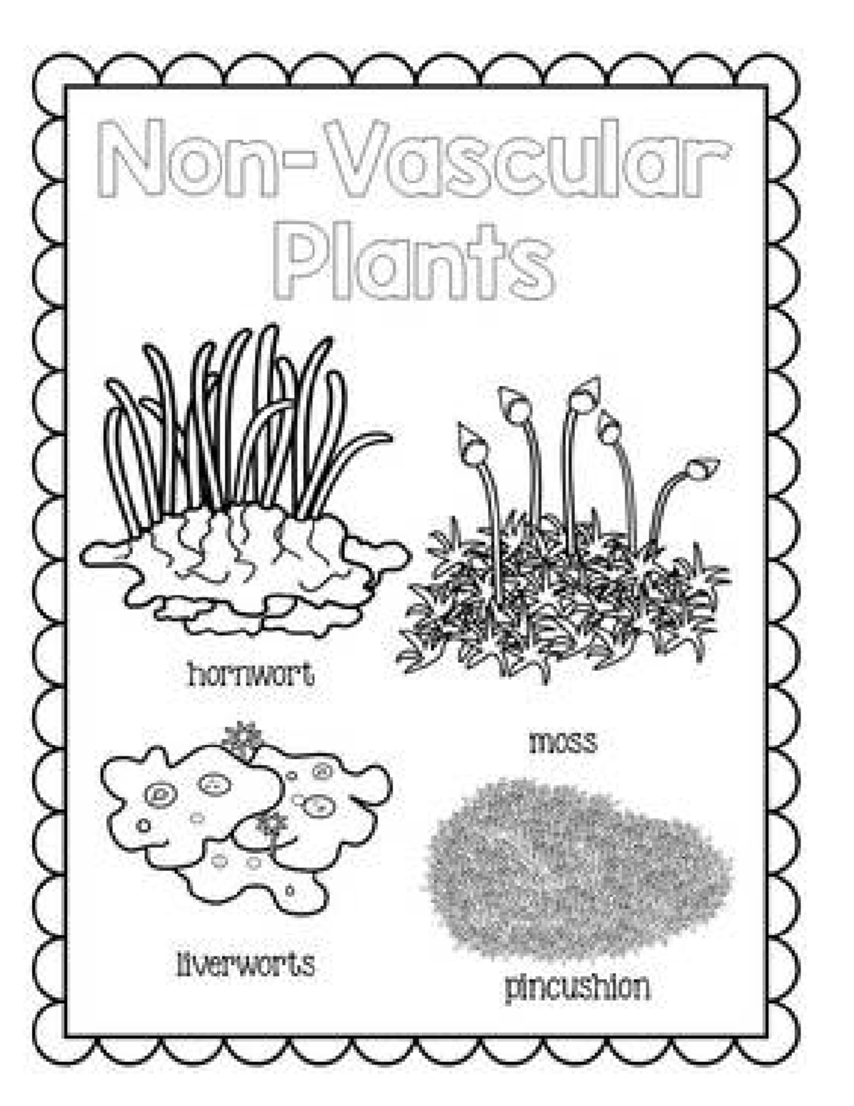 Activity(Plant Kingdom) - ACTIVITY: “ILLUSTRATE IT” Guide Questions: 1 ...