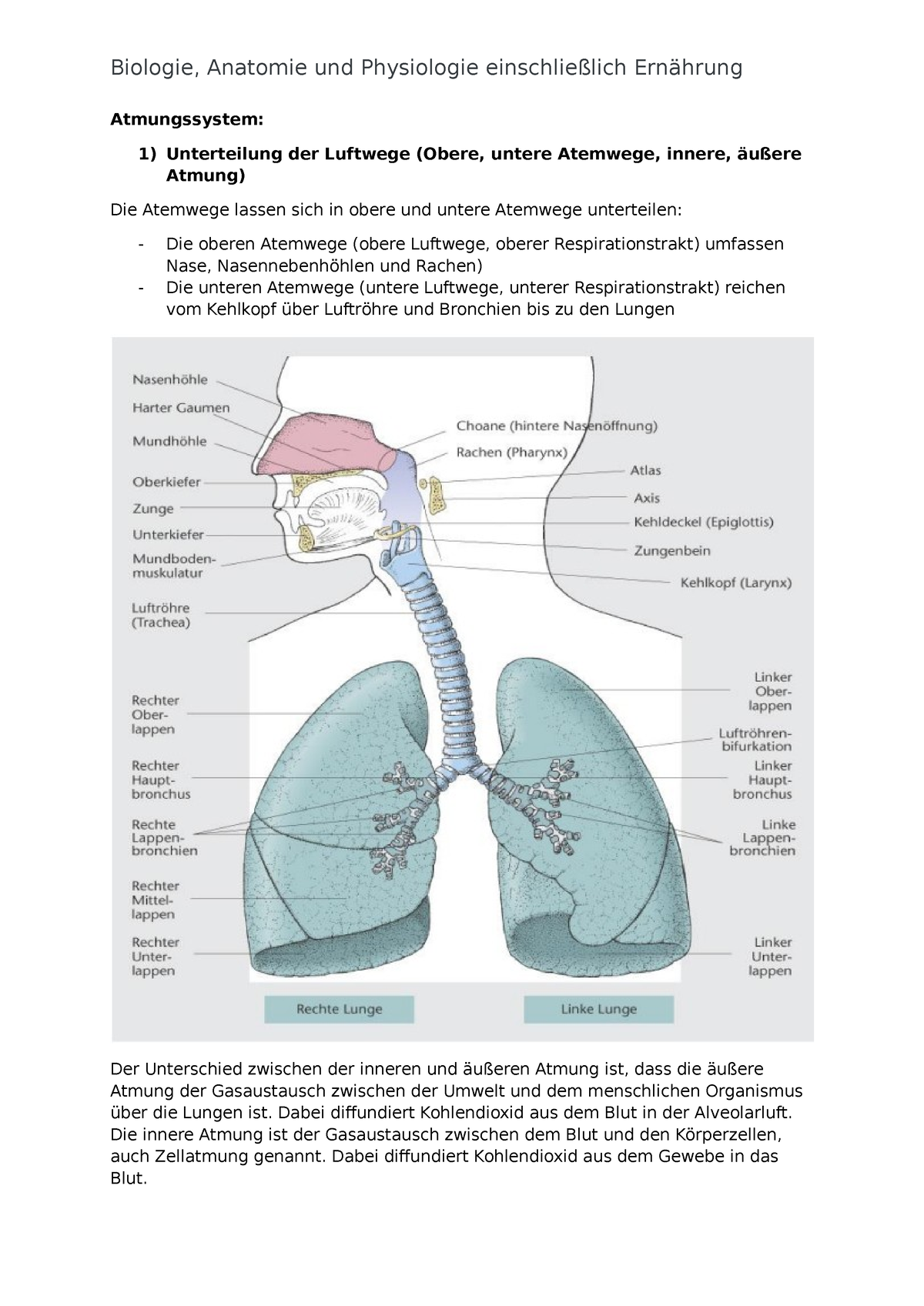 Alveolarepithel markiert