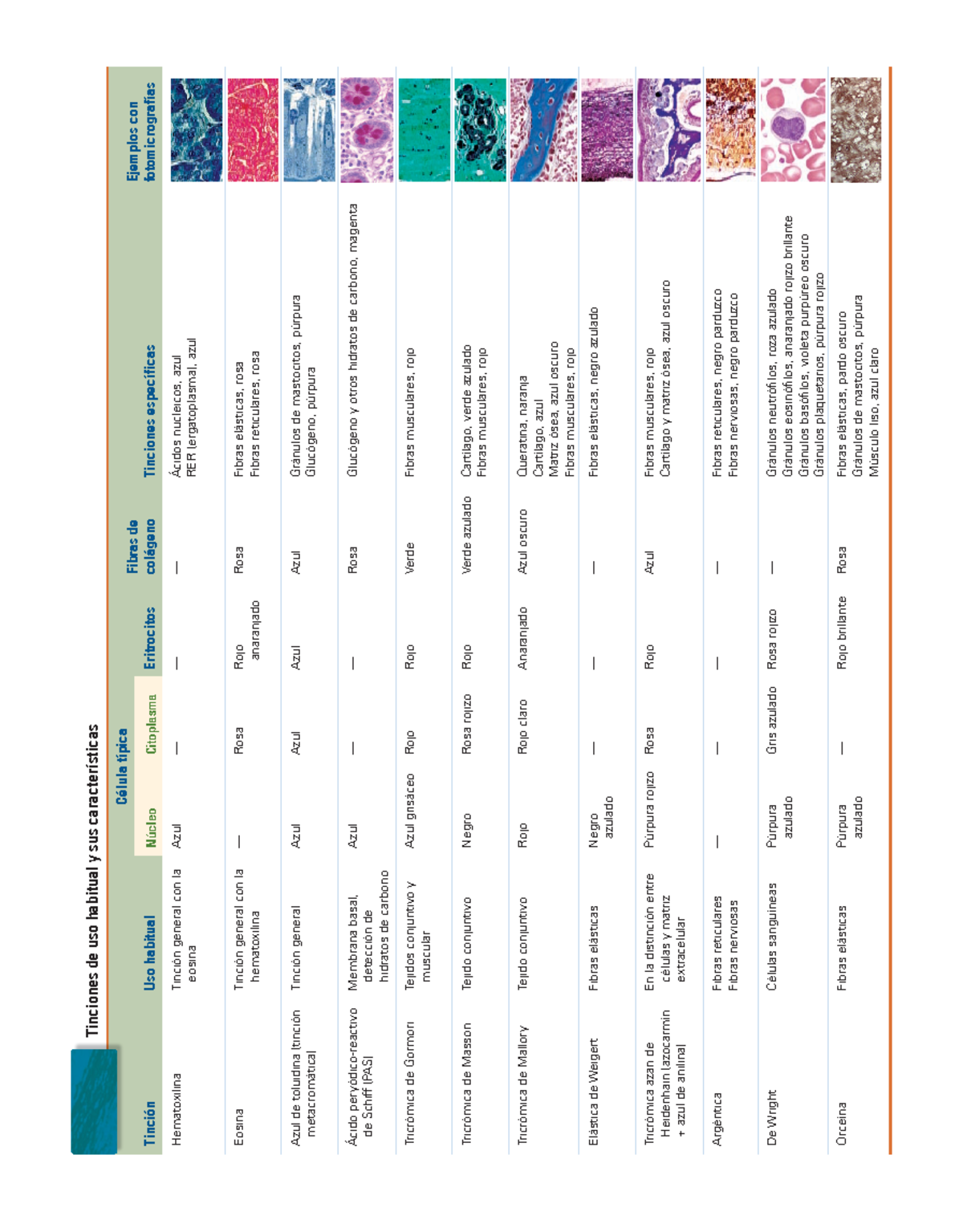 Cuadro De HistologÍa -Del Autor Ross 7ª Tinciones - TinciónUso Habitual ...
