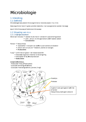 Voortplanting En Morfologie Eukaryote M.o. Enz. -voorbeeld Examenvraag ...