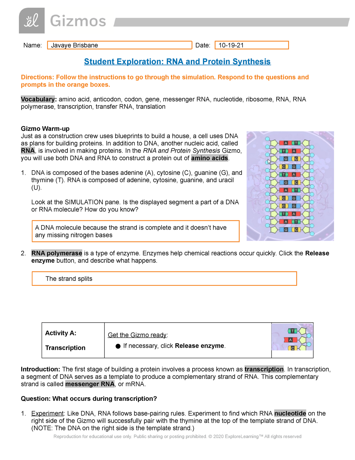 RNAProtein Synthesis SE Gizmo Worksheet Answer sheet - BP 20 With Regard To Nucleic Acid Worksheet Answers