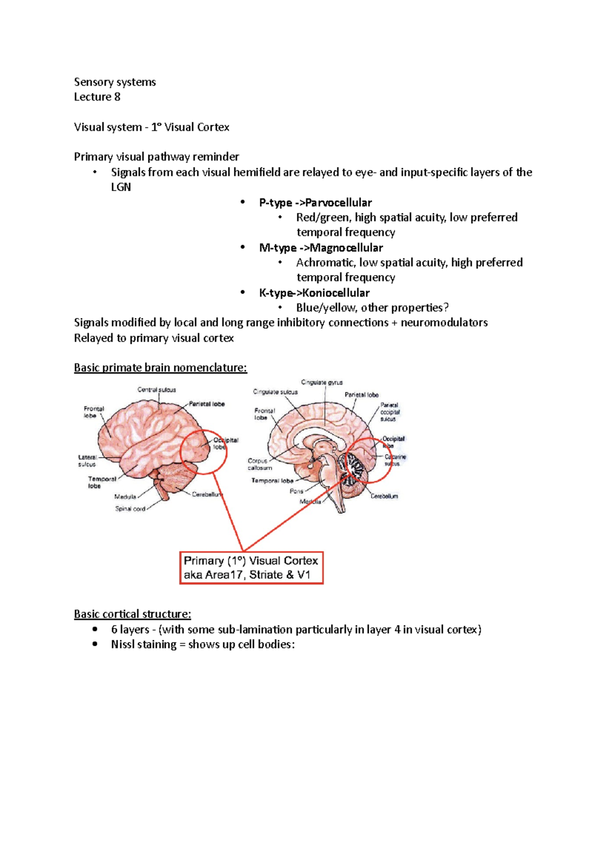 Sensory systems lec 8 - Lecture notes 8 - Sensory systems Lecture 8 ...