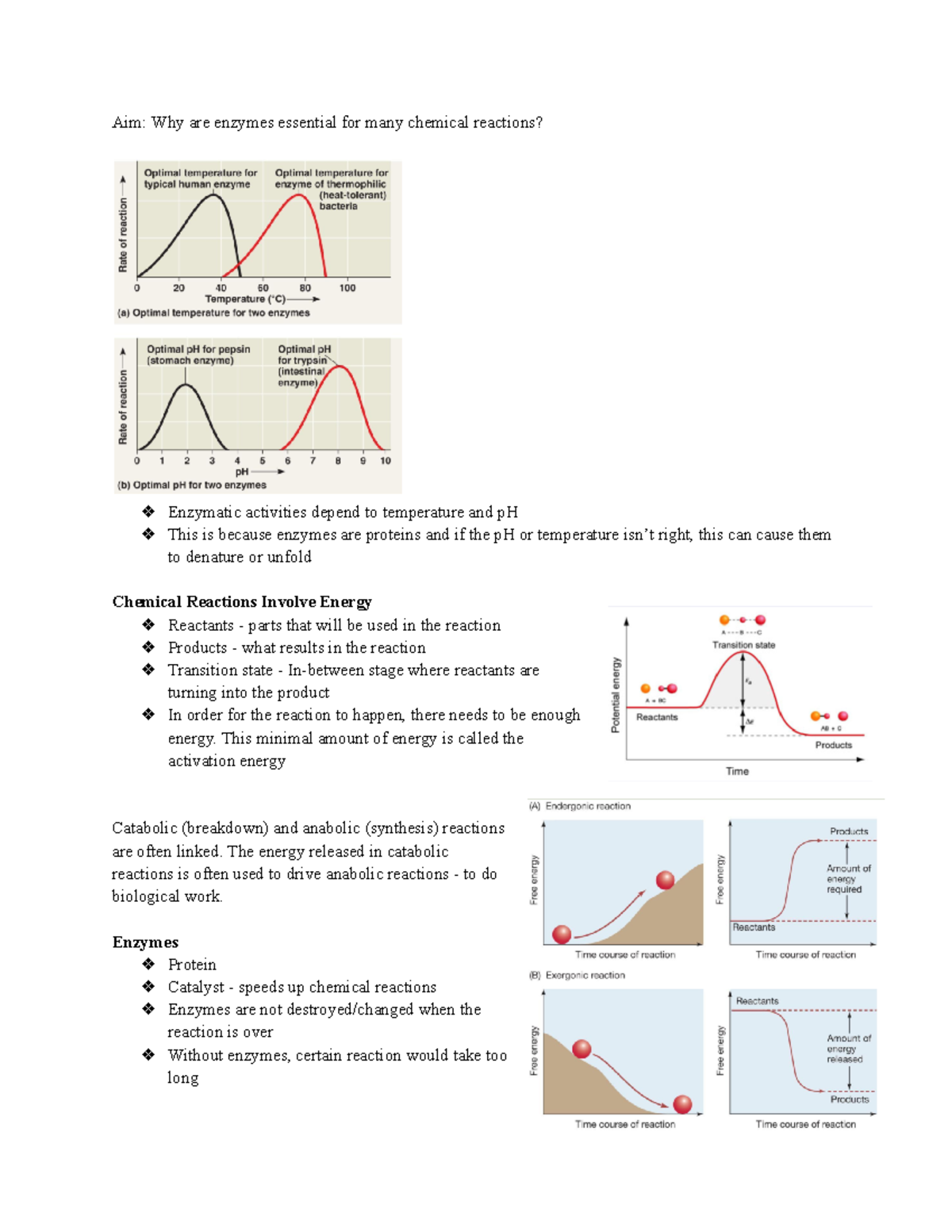 AP Bio Notes (Unit 5 Enzymes and Heterotrophy) Aim Why are enzymes