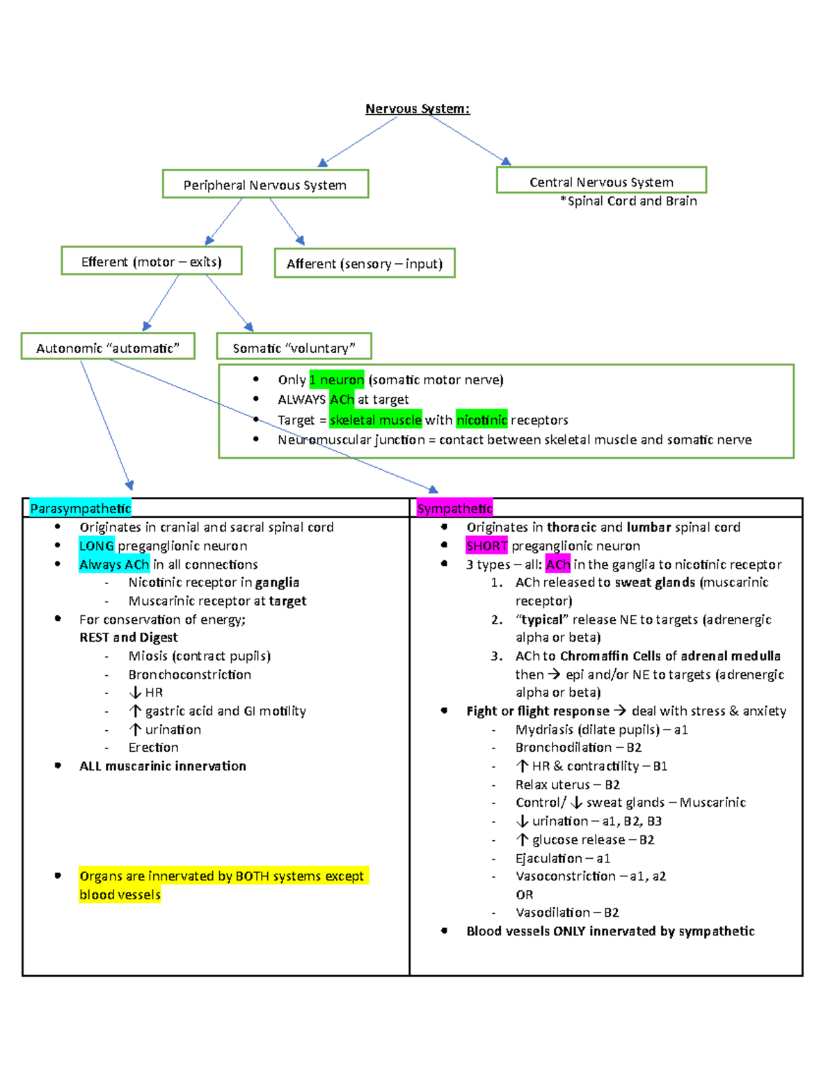 Nervous System Organizational Chart Nervous System *Spinal Cord and