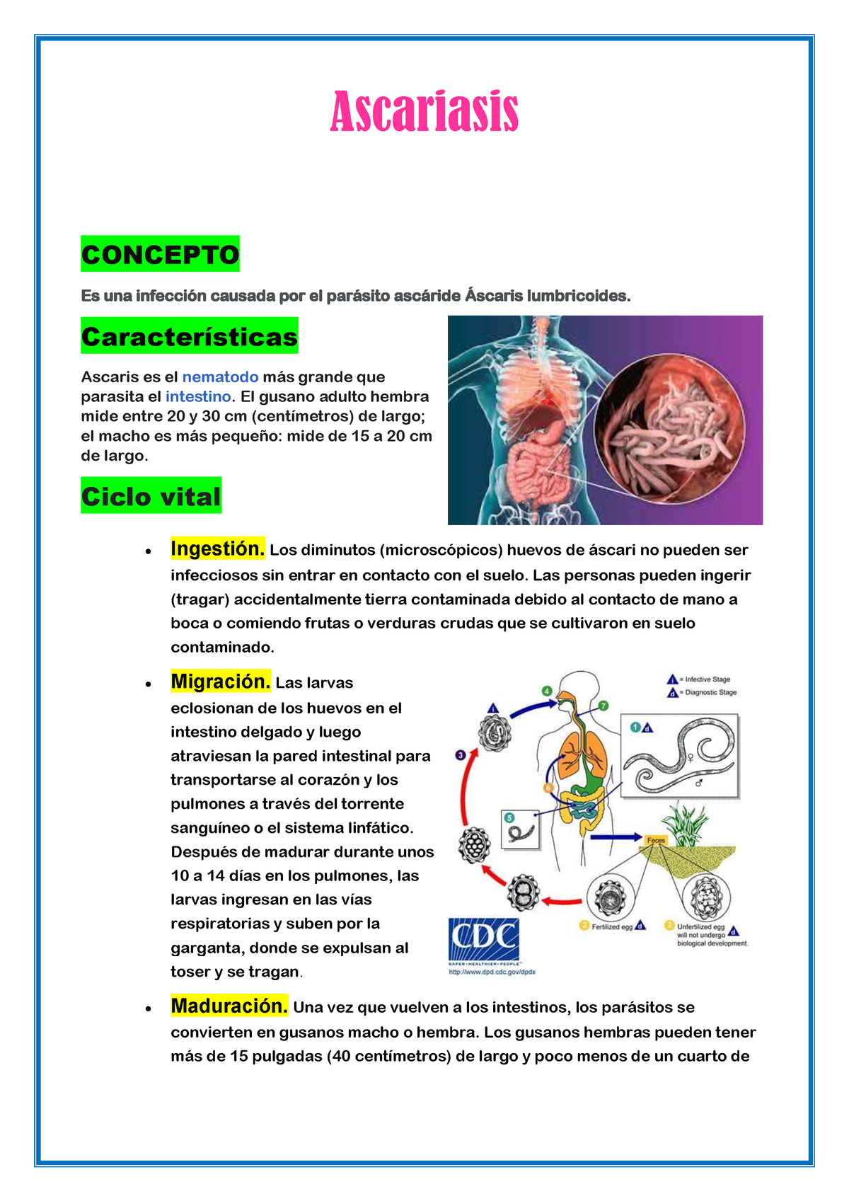 Ascariasis - Ascariasis Concepto Es Una Infección Causada Por El 