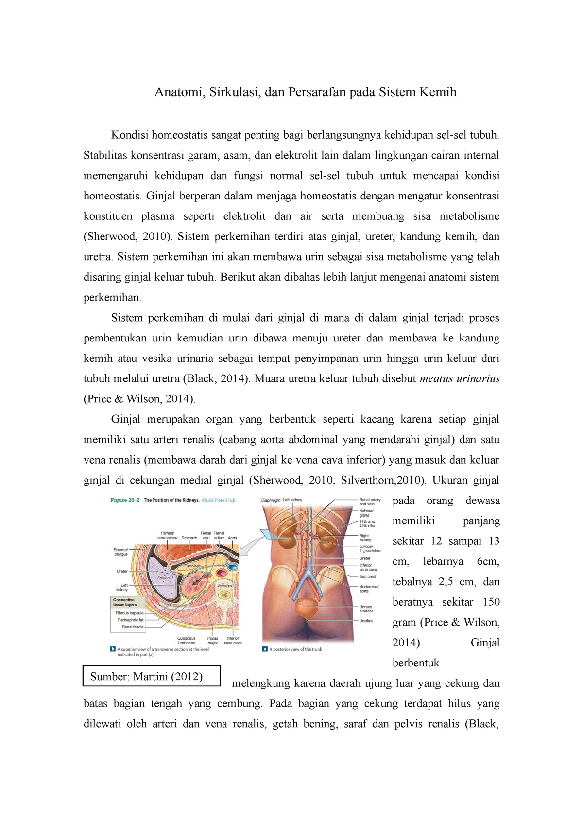 Anatomi Fisiologi Sistem Perkemihan Anatomi Sirkulasi Dan