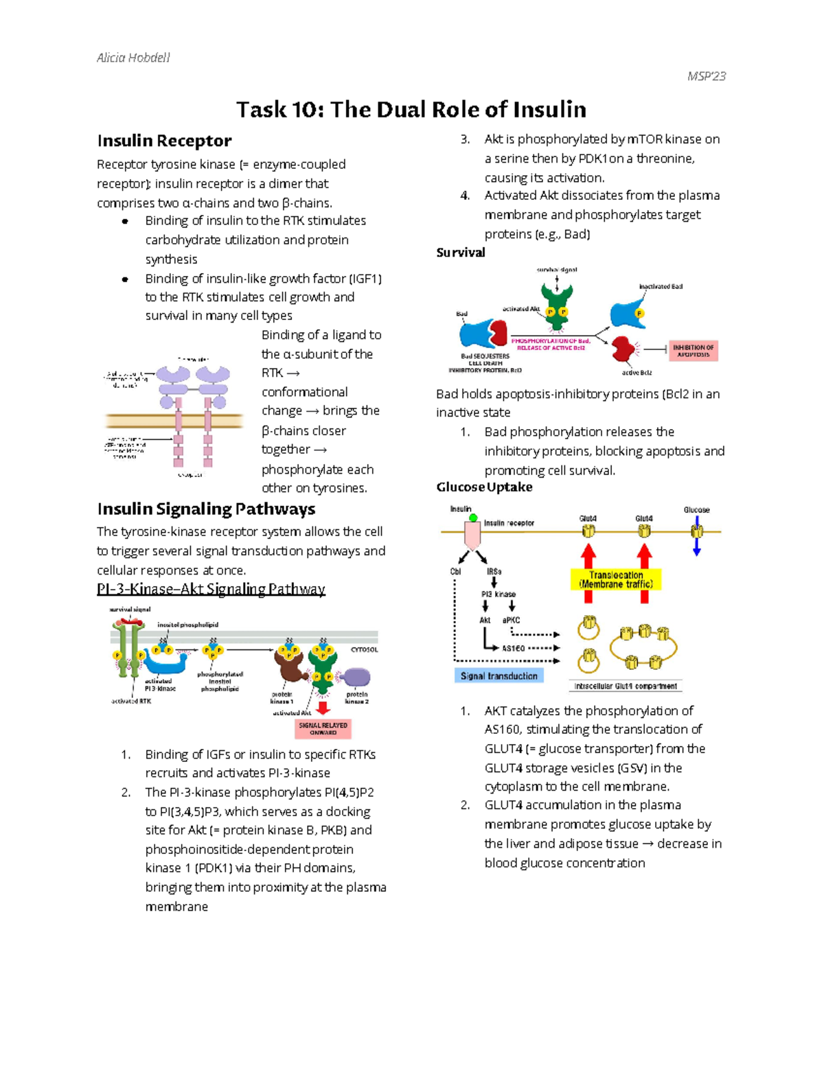 Task 10 The Dual Role of Insulin - Alicia Hobdell MSP’ Task 10: The ...