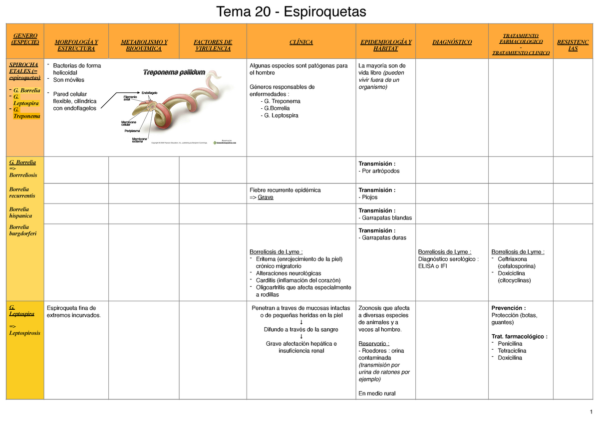 Tabla Tema 20 Espiroquetas Microbiology 0230908 Uax Studocu