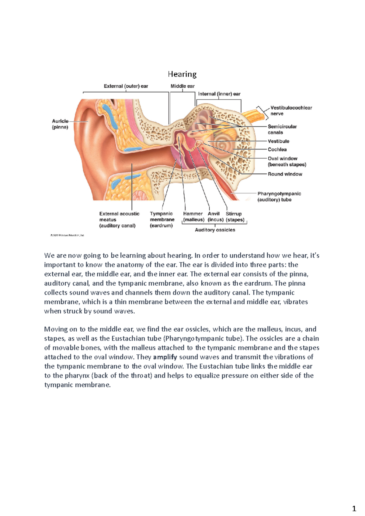 Hearing picture - Hearing We are now going to be learning about hearing ...