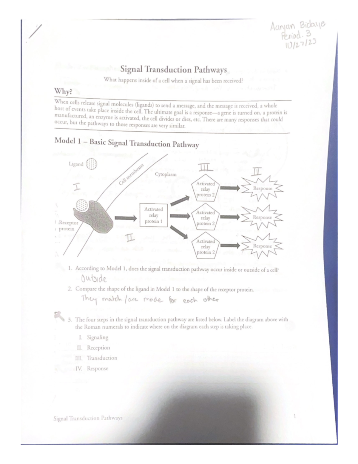 Immunity Pogil Answer Key Studocu   Thumb 1200 1553 