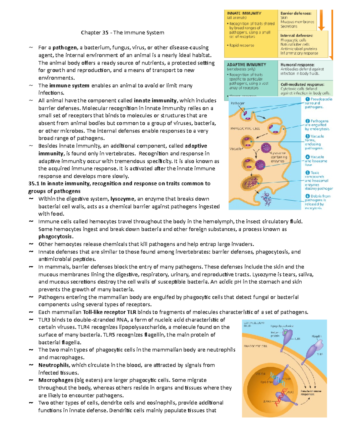 Chapter 35 - The Immune System - Chapter 35 - The Immune System For A ...