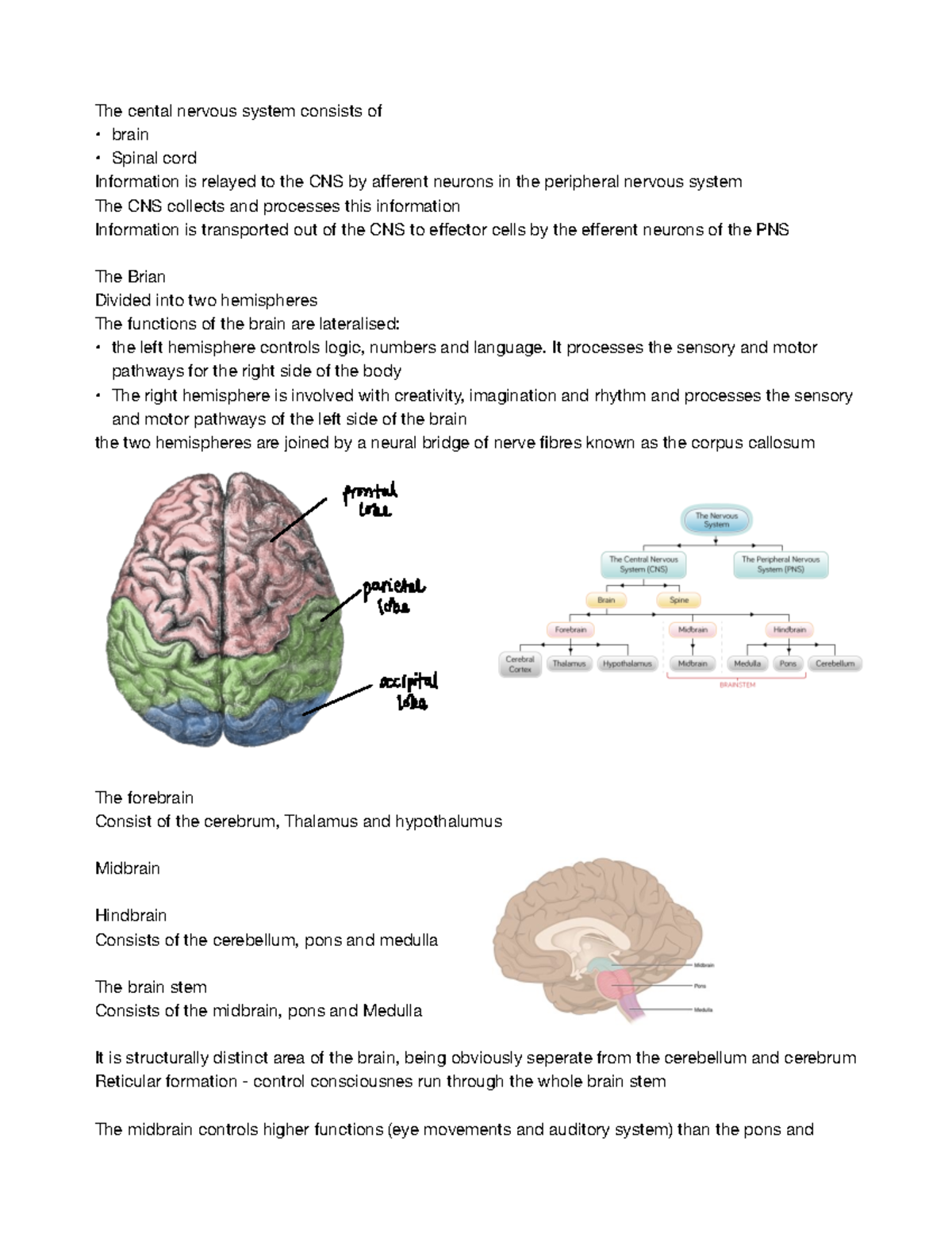 Central Nervous System - The cental nervous system consists of brain ...