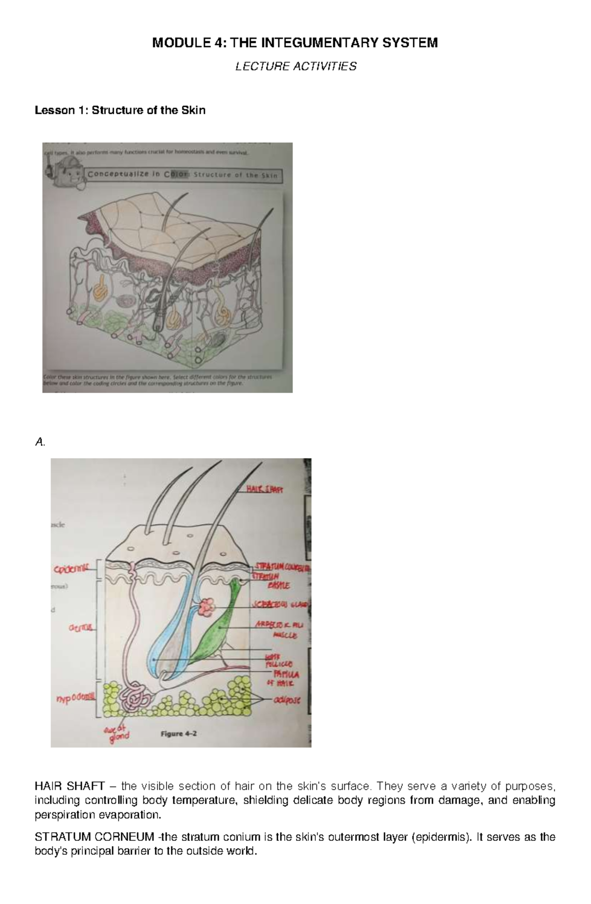 Dela Cruz, Virgilio Module 4 Lecture Activity - MODULE 4: THE ...