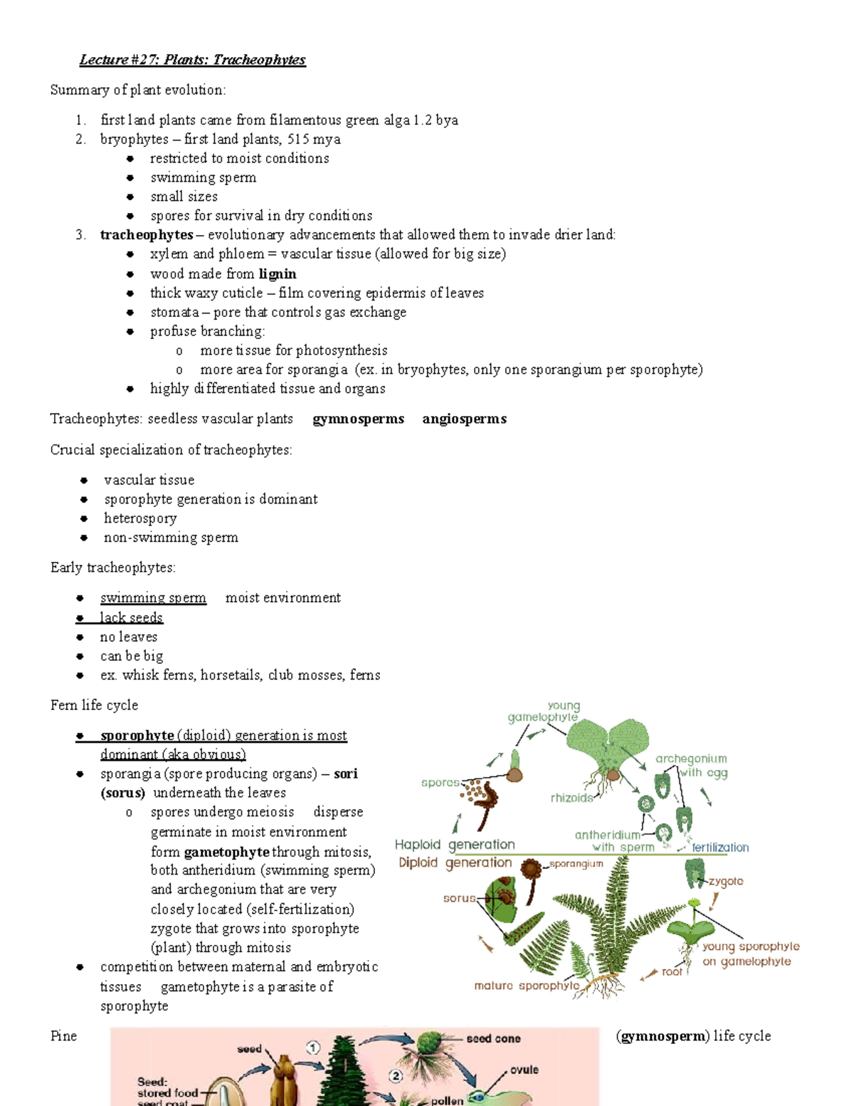 BIO 200 Ch 27 Tracheophytes - Lecture #27: Plants: Tracheophytes ...