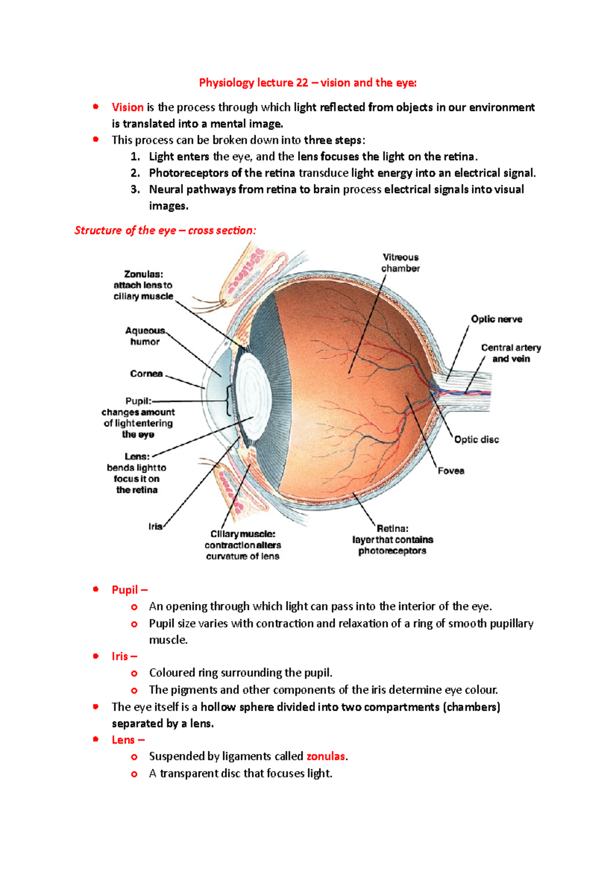 PSC1002 Physiology lecture 22 - vision and the eye - Physiology lecture ...