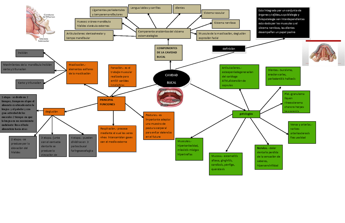 Cavidad Oral Mapa Conceptual 