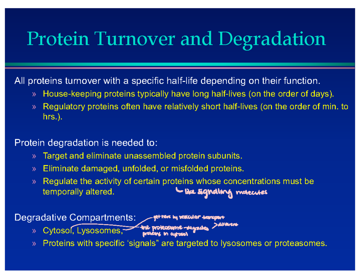 Proteins Structure and Types [Cont.] Protein Turnover and Degradation