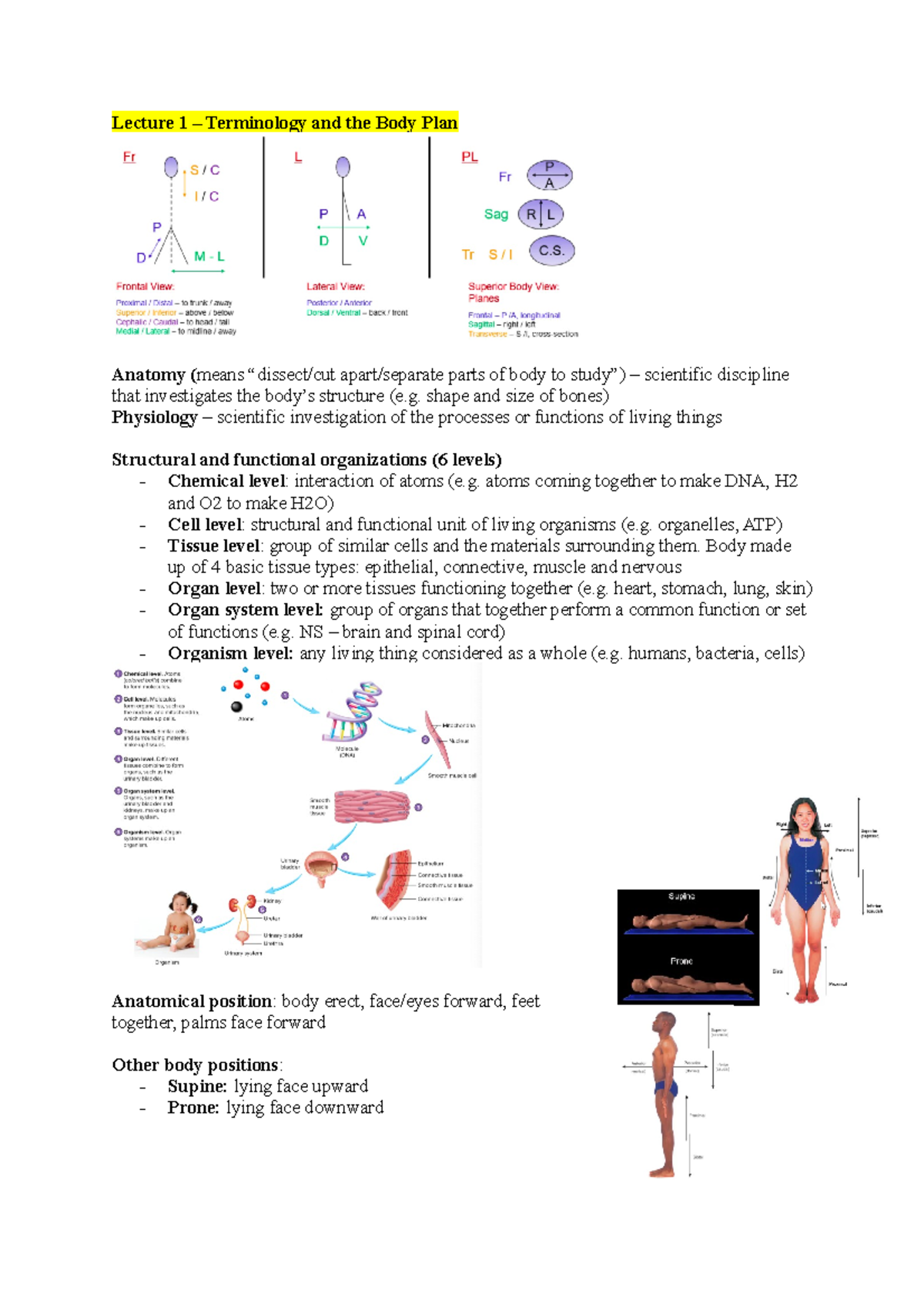 Lecture Notes From Chapters 1 (terminology And The Body Plan) And 2 ...