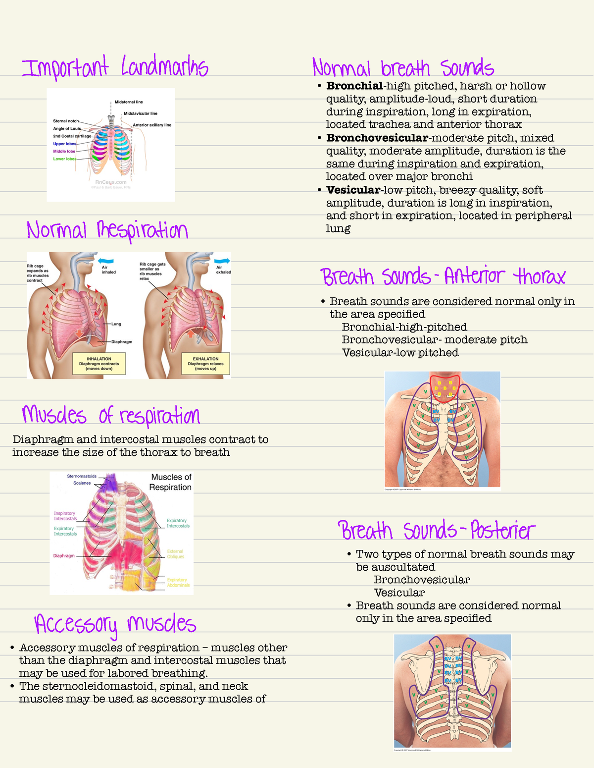 Fund3 - important landmarks - Diaphragm and intercostal muscles ...