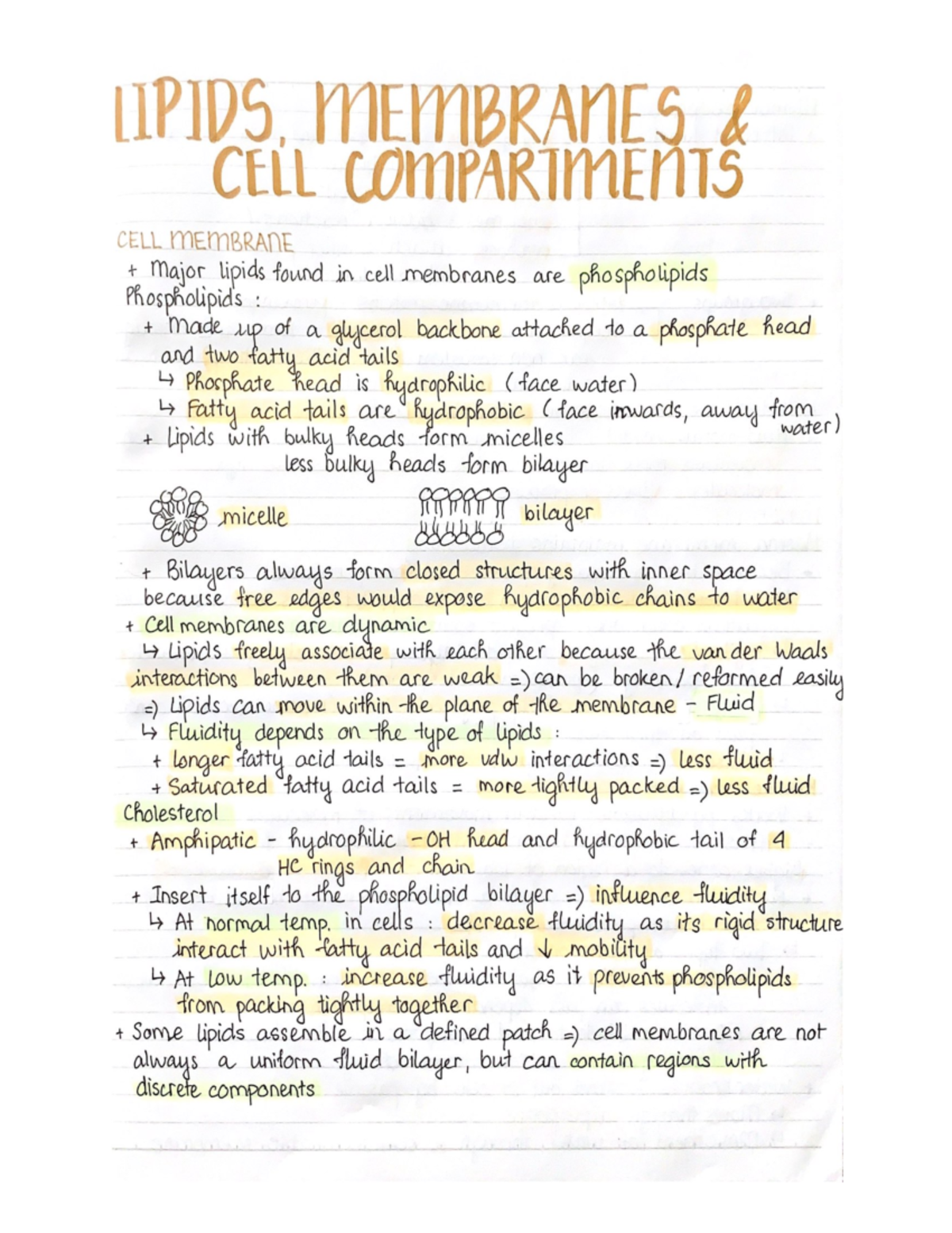 Lipids, Membranes AND CELL Compartments - LIPIDS MEMBRANES CELL ...