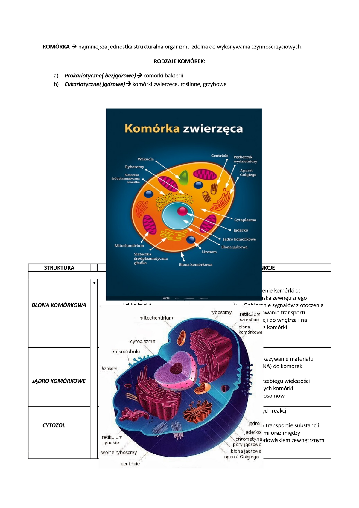 Budowa Komórki Zwierzęcej Test Klasa 5 Budowa komórki zwierzęcej, geny, spermatogeneza, oogeneza - KOMÓRKA