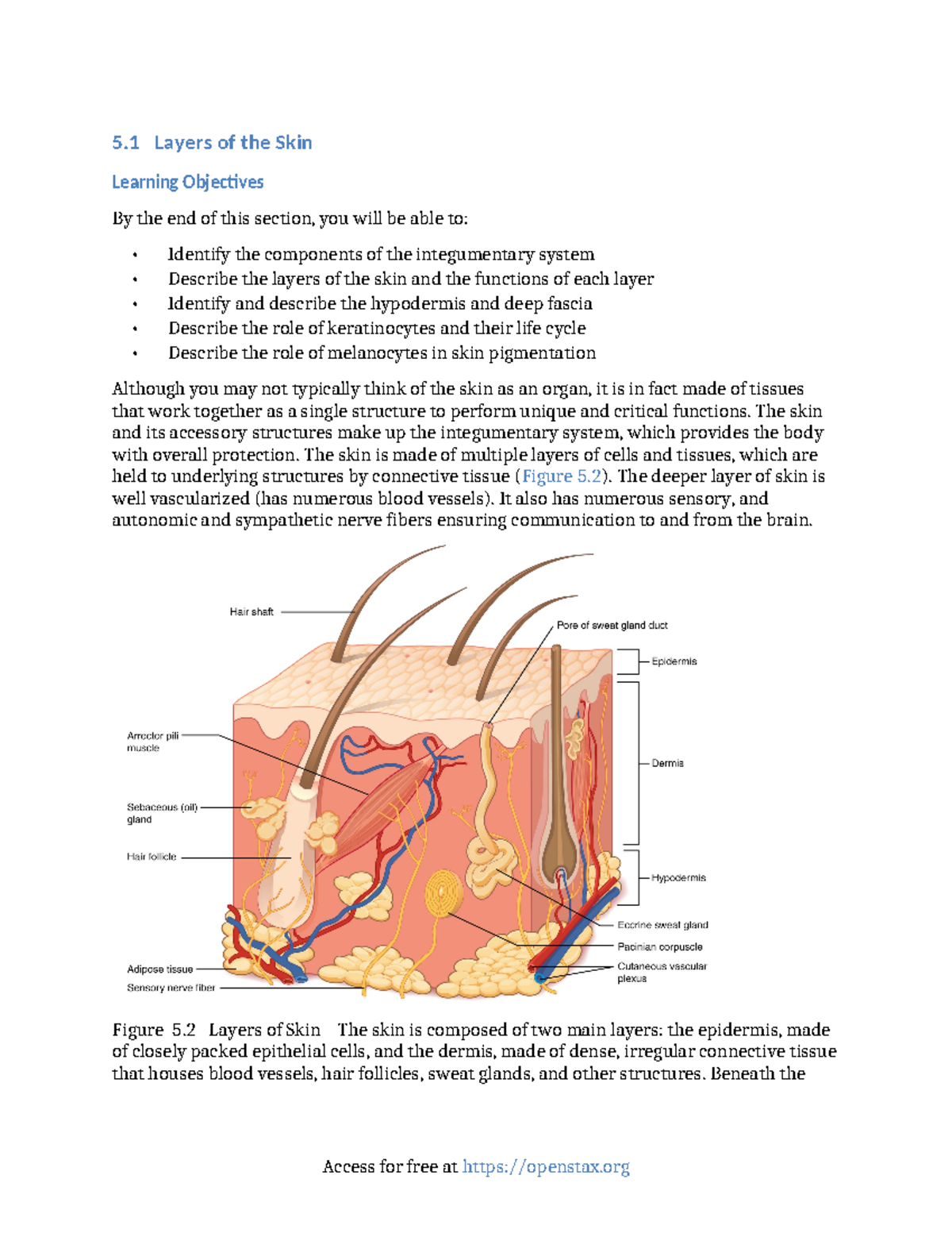 5 1 layers of the skin - Bio notes - 5 Layers of the Skin Learning ...