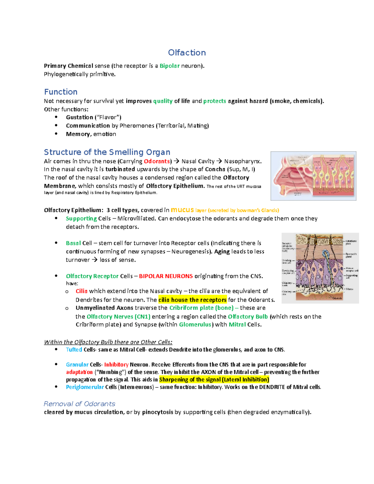 4 Olfaction - Olfaction Primary Chemical sense (the receptor is a ...