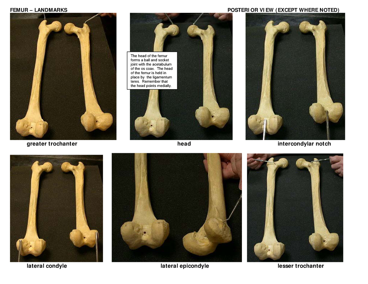 Femur - H h. F f f gnhhj fed ujn fav th and the last one I had on my ...