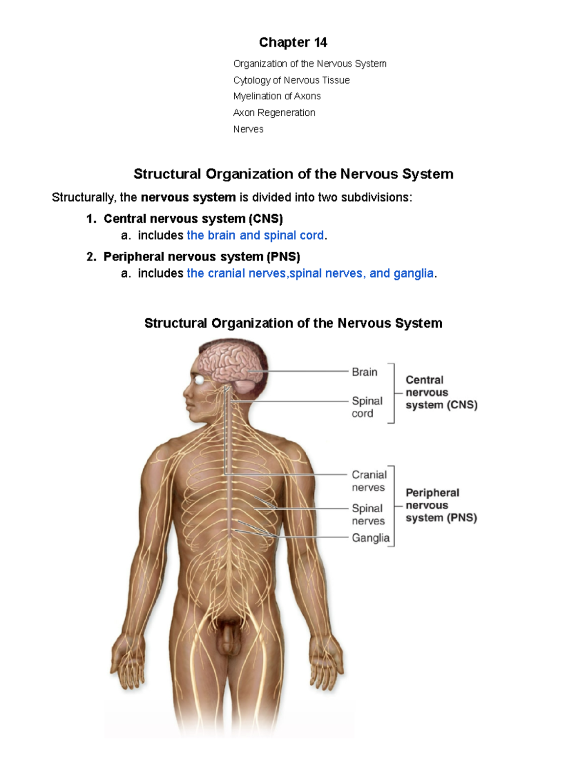 Organization Of Nervous System Chapter Organization Of The Nervous System Cytology Of