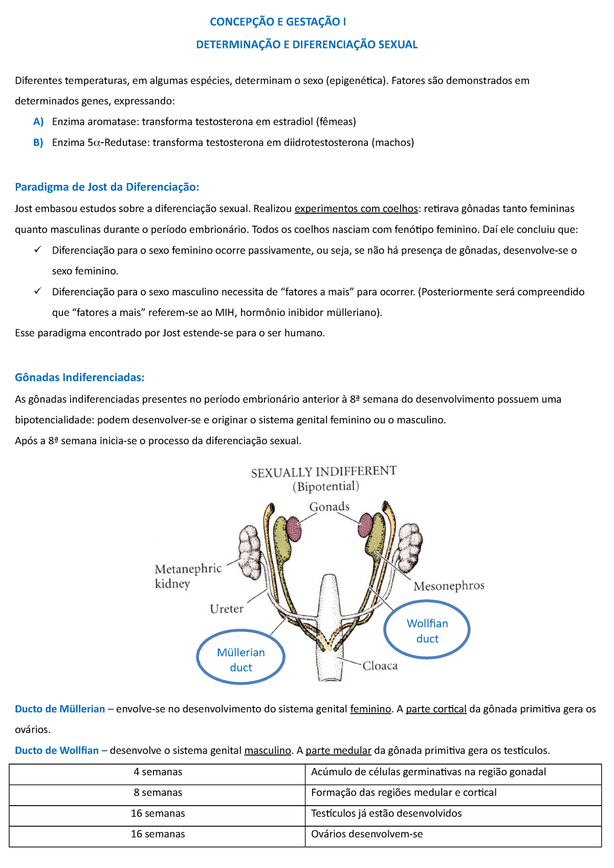 Resumo Determinação E Diferenciação Sexual Wollfian Duct Müllerian Duct ConcepÇÃo E GestaÇÃo 7774