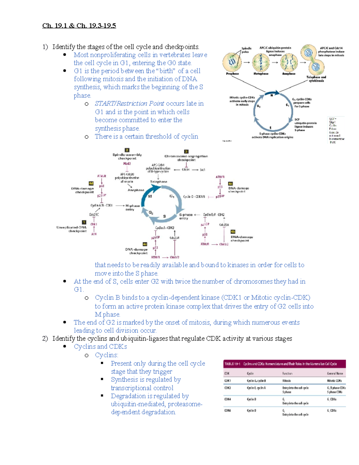 Ch.19.1,19 Notes on the Cell Cycle Identify the stages of the cell