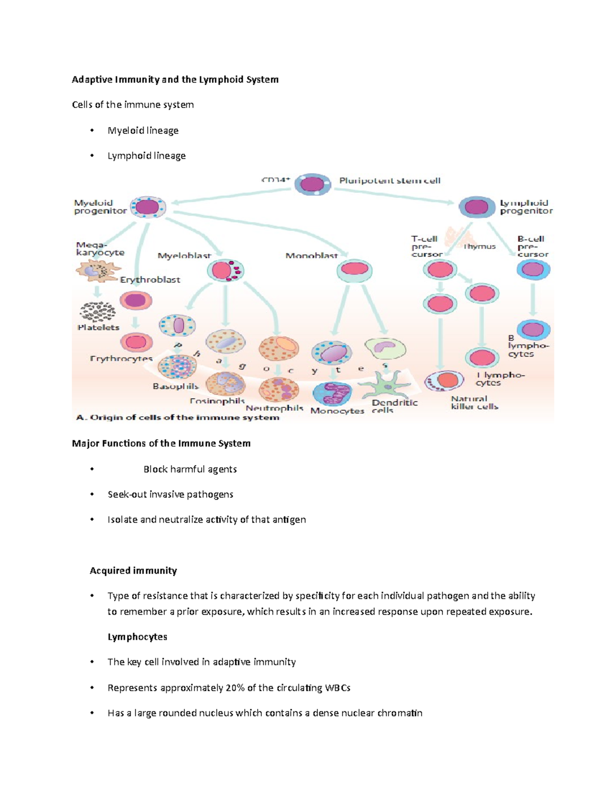 Adaptive Immunity and the Lymphoid System - Lymphocytes The key cell ...