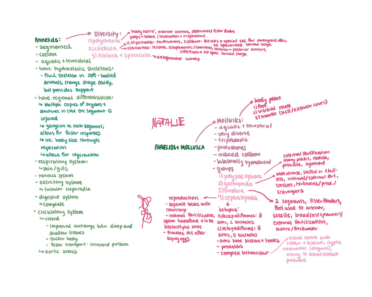 Note Dec 13 2024 Mind Map Of Concepts Covered Biol 111 Studocu   Thumb 1200 958 