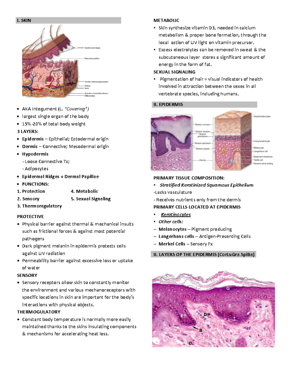 Basic Histology - Integumentary System - I. Skin Aka Integument (l 